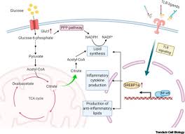 lipid metabolism in regulation of