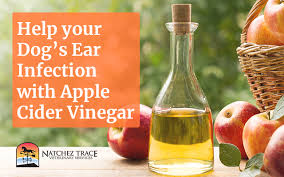 dog ear infection apple cider vinegar