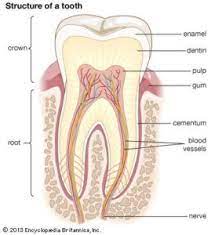 tooth sensitivity causes 5 tooth