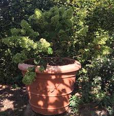 Growing Trees And Shrubs In Containers