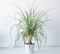 18 Large Low Light Houseplants To Bring