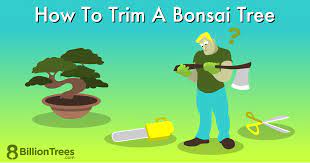 how to trim a bonsai tree foolproof