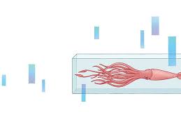 is the giant squid near extinction and