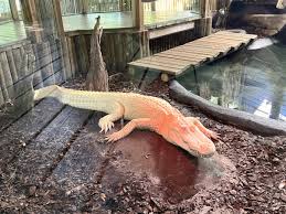 st augustine alligator farm st
