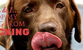 how to stop a dog from licking 4