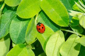 are ladybugs good for plants are