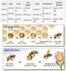 Charts About Honey Bees Honey Bee Life Cycle Bee Life