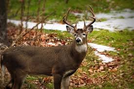 How To Deer Hunt In January Deer Hunting Realtree Camo