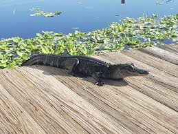6 Tips to Stay Safe Around Wild Alligators