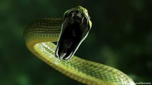Play the best snake games online for free on littlegames. Snakebites Kill At Least 80 000 People Per Year And Probably More Science In Depth Reporting On Science And Technology Dw 23 05 2019