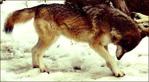 A Grey Wolf Height Ranges About 26 34 Inches Weight Ranges