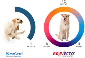 How long did it take for. Flea Tick Treatment For Dogs Bravecto Fluralaner