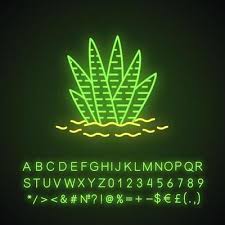Zebra Cactus In Ground Neon Light Icon