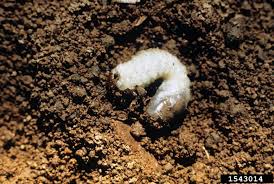 white grubs got pests board of