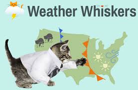 Image result for cats in raincoats