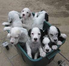 The unregulated breeders who are selling outside of the. English Setters For Sale Petfinder