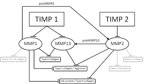 Pathway Chart Of The Selected Mmp Timp Interaction Overview