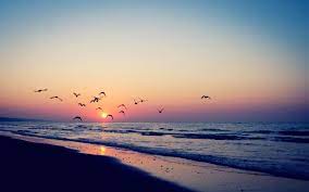 Sunset Nature Beach Sea Birds Vintage ...