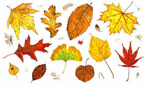 Fall Leaf Types Garden Inspiration