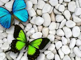 Blue Green Butterflies On White Stone ...