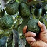 why-are-there-no-avocados-in-mexico
