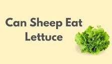can-sheep-have-lettuce