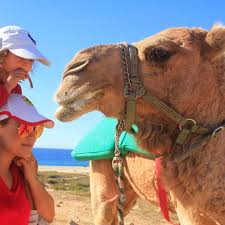 Write a program that prints out the maximum weight that can be transported between the two cities. Combo Atv And Camel Or Horse Ride Cabo Fun Tours