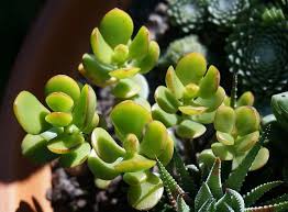 11 Toxic Succulents To Cats Dogs And