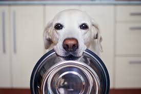 can dogs eat cream of wheat cuteness