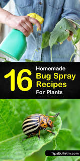 bug spray recipes for plants