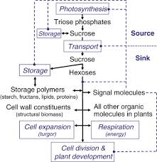 metabolic engineering of sugars and