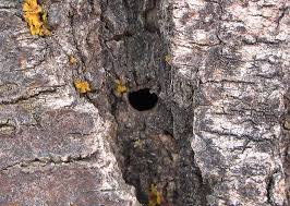 Honeylocust Pests Pine Pitch Mass Borer Ipm Pest Advisories