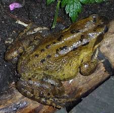 Frogs Highbury Wildlife