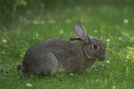 is pine bedding safe for rabbits neeness