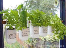 Indoor Bottle Herb Garden From