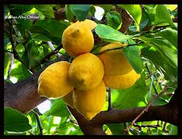 صور اشجار الليمون Images?q=tbn:ANd9GcTcwNMyG-YTTZyvy8krHQoJQGFrduJCKSS0uwzOpN_YOVTIo_td