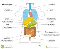 Internal Organs Latin Terms Anatomy Chart Stock Vector