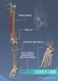 The femur, or thighbone, is the longest and largest bone in the human body. Appendicular Skeleton Learn Skeleton Anatomy