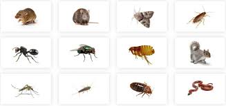 Household Pests In London