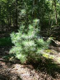 Macphail Woods: Eastern White Pine