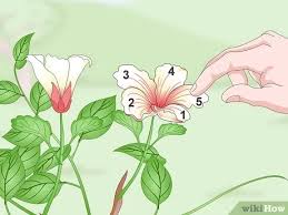 Want to become a wilderness expert in the field of plant and flower identification? 3 Ways To Identify Flowers Wikihow