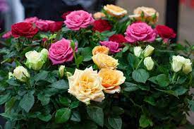 how to rose bushes for the garden