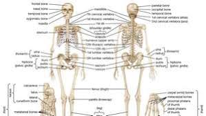 How many muscles are in the human body. Human Skeleton Parts Functions Diagram Facts Britannica
