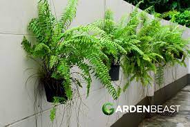 Boston Ferns Guide How To Grow Care