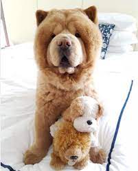 Teddy Dog Breed Name gambar png