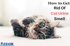 how to get rid of cat urine smell the