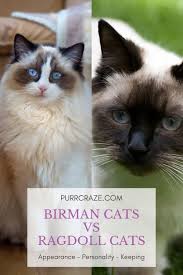 As such, they mated a seal point siamese with a red american shorthair with a tabby pattern. The Difference Between Birman Cats And Ragdoll Cats Purr Craze