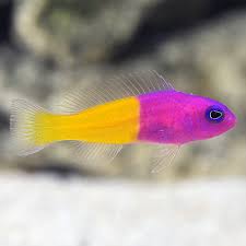 Sw Bicolor Dottyback