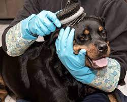 allergic to your rottweiler here s 10