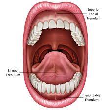 frenectomy cost erie tongue tie cost